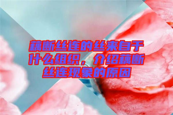 藕斷絲連的絲來自于什么組織，介紹藕斷絲連現(xiàn)象的原因