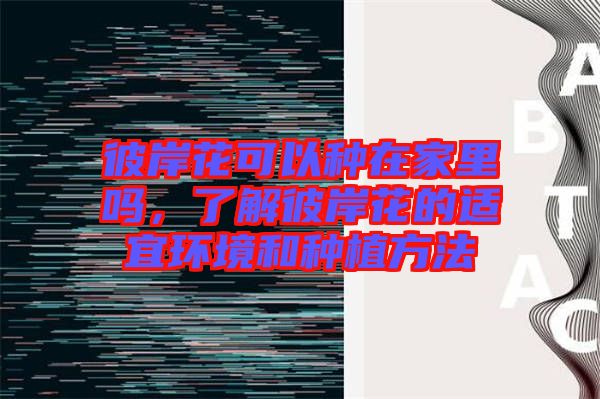 彼岸花可以種在家里嗎，了解彼岸花的適宜環(huán)境和種植方法