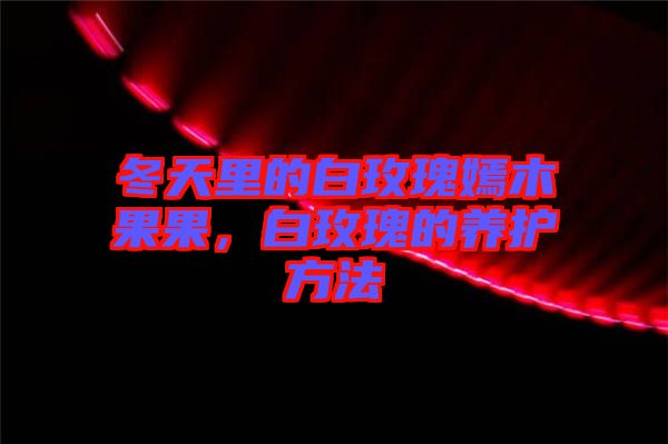 冬天里的白玫瑰嫣木果果，白玫瑰的養(yǎng)護(hù)方法