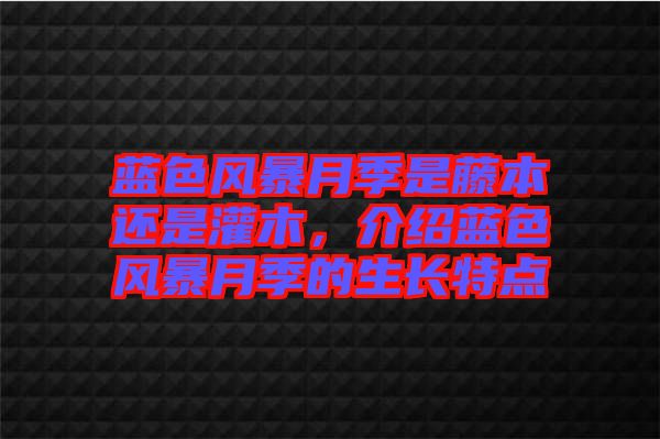 藍(lán)色風(fēng)暴月季是藤本還是灌木，介紹藍(lán)色風(fēng)暴月季的生長特點(diǎn)