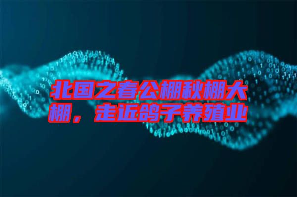 北國之春公棚秋棚大棚，走近鴿子養(yǎng)殖業(yè)