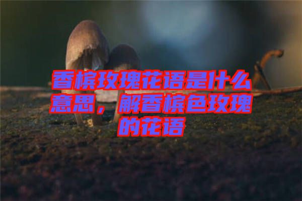 香檳玫瑰花語是什么意思，解香檳色玫瑰的花語